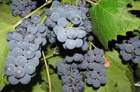 В Украине увеличилась переработка винограда на виноматериалы