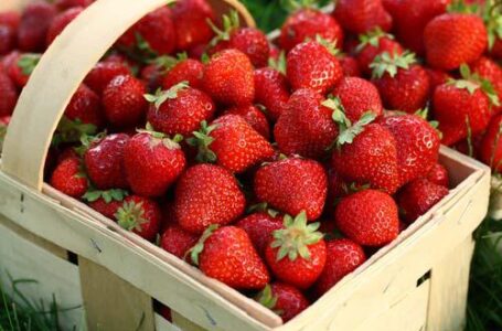 Цены на землянику садовую в Украине могут стать рекордными за последние 10 лет