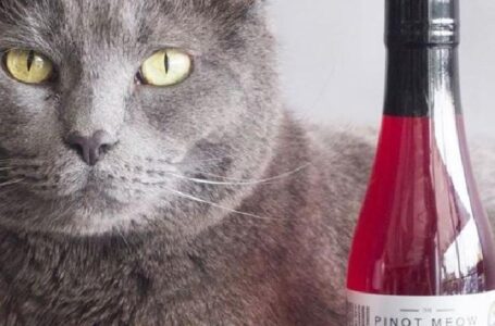 В США придумали вино для кошек и собак