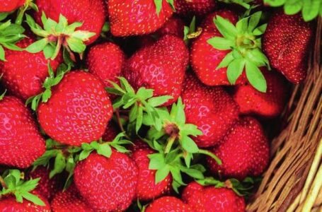 Фермеры получили только 30% урожая клубники