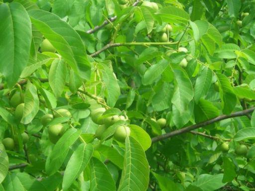  Искусственное перемешивания воздуха повысит урожайность грецкого ореха