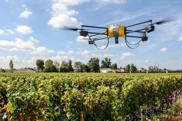  Дроны будут мониторить виноградные плантации в Молдове