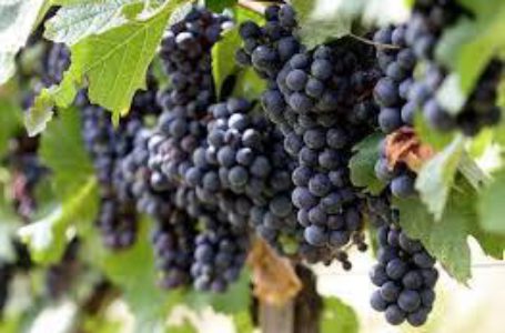 Садоводы открыли сезон продажи винограда