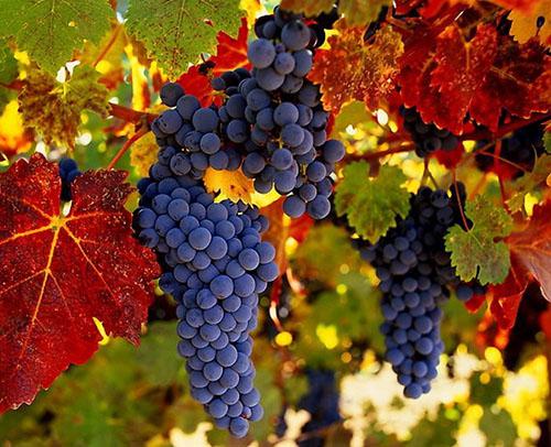 Рентабельность выращивания винограда достигает 75%