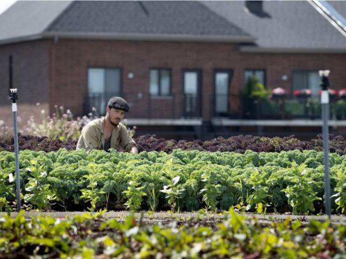  Канадские супермаркеты занялись разведением овощей на крышах