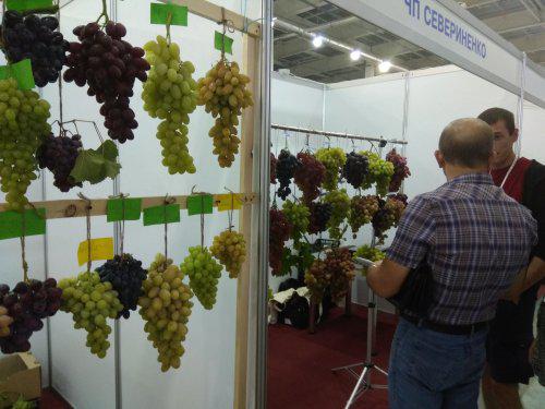  В Запоріжжі відбулася Третя виставка-конференція виноградарів та виноробів «Золоте гроно»