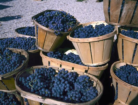  Винные компании Грузии примут виноград, поврежденный градом