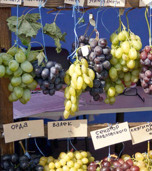  На фестивалі «Слобожанське гроно – 2017» у Харкові визначили переможців конкурсів на кращий виноград і краще вино