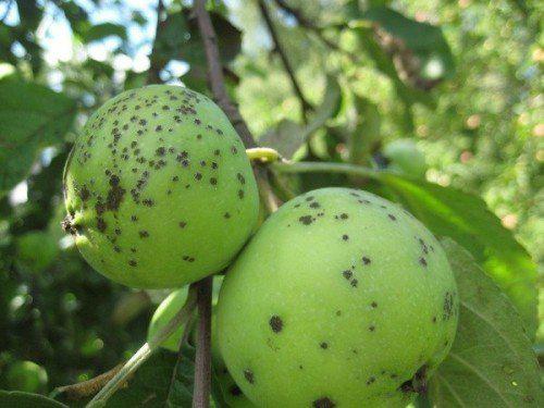  Канадский ученый разработал способ борьбы с голубой яблоневой гнилью