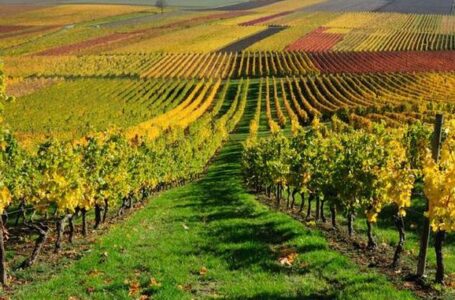 Европейское винодельческое производство пострадало от засухи и изменений климата