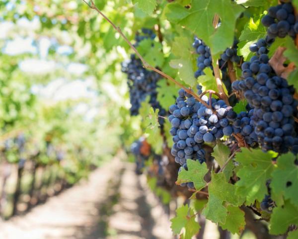  Стоимость винограда в Армении достигла рекордных значений
