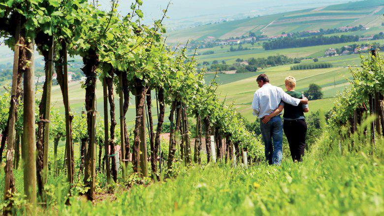  Новий виноробний регіон Австрії: Schilcherland DAC