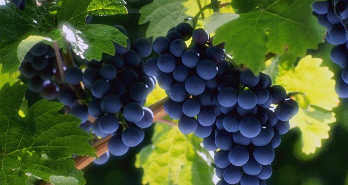  В Армении нашли старинные сорта винограда