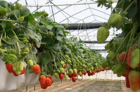 В Одесі на даху ринку вирощують полуницю