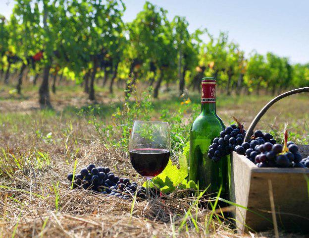  Сколько зарабатывают компании на производстве вина в Украине?