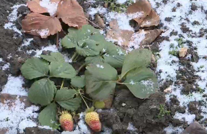  Фотофакт: в Молдове посреди зимы зреет… клубника
