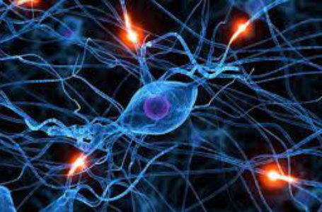 Российские биологи выращивают лекарственные растения в пробирках