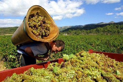  Армянские производители вин могут столкнуться с дефицитом сырья