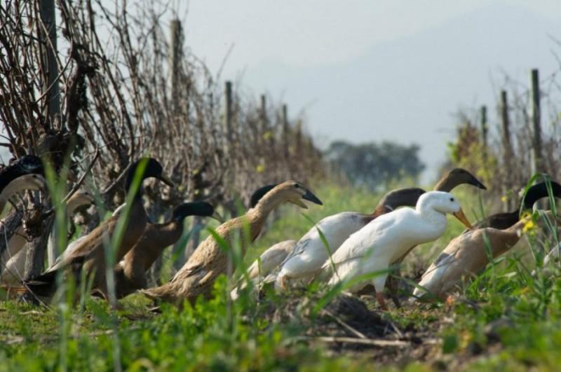  На виноградниках Африки качок використовують як альтернативу пестицидам