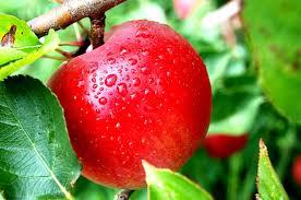  В Ізраїлі придумали «суперпродукт» із зіпсованих яблук