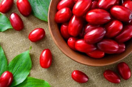 Кизил – нова ніша для садівників, що не має рівних за прибутковістю