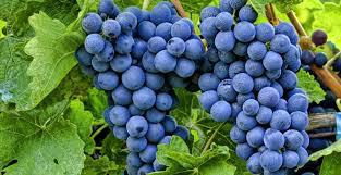  В Армении будет паспортизировано порядка 300 сортов винограда