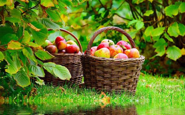  В Украине в 2018 году ожидается рекордный урожай яблок