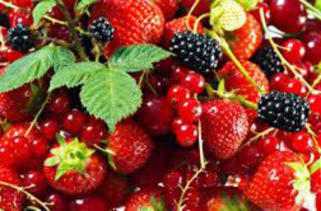 Дрібні виробники ягід можуть дорого продавати продукцію і в Україні