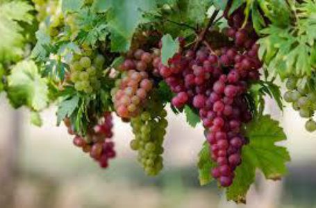 Одесситам компенсируют расходы на покупку лозы