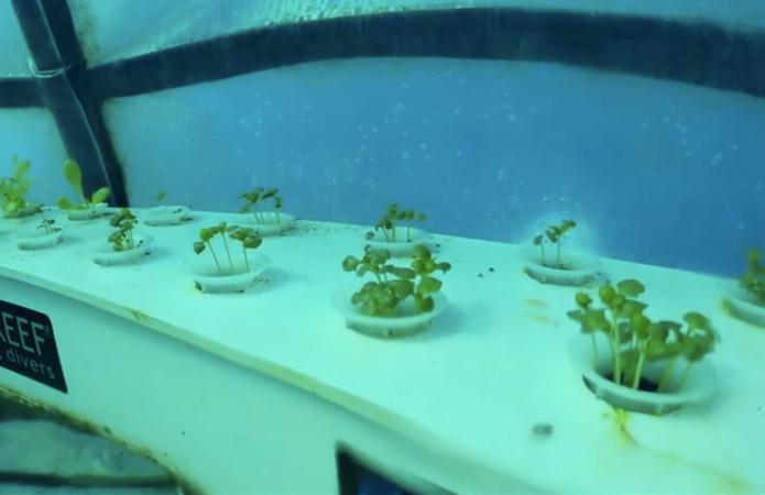  В Италии салат и клубнику выращивают в подводной теплице