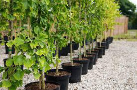 Как украинским садоводам получить компенсацию за приобретенные саженцы