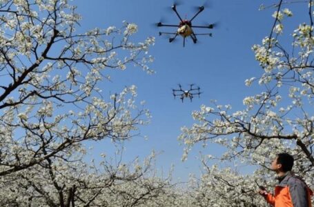 В Китаї вперше використали дрони для запилення фруктових дерев