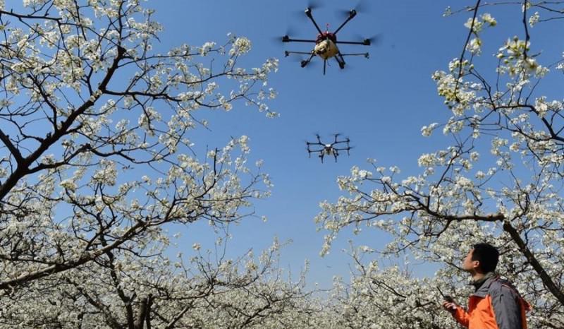 В Китаї вперше використали дрони для запилення фруктових дерев