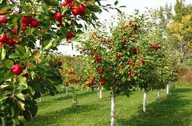  Вітчизняні експерти прогнозують ріст врожаю яблук