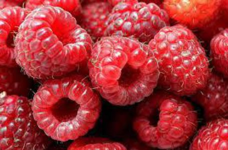 У Польщі вдвічі впала врожайність малини