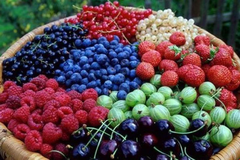  Скільки коштуватимуть в Україні ягоди, фрукти та овочі нового врожаю