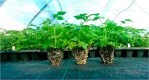  ТОВ «ФруТек» реалізовуватиме садивний матеріал на умовах фінансової агророзписки