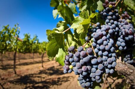 Новые сорта винограда сделают украинское виноделие более перспективной отраслью