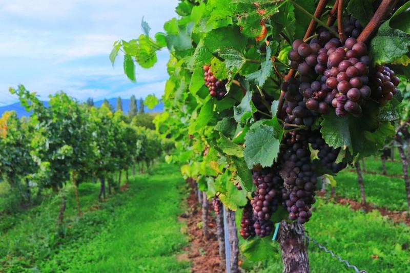  На Одещині завершують облік земель придатних для закладання виноградників