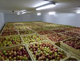  Фруктосховища в Україні можуть прийняти лише 270 тис тонн фруктів