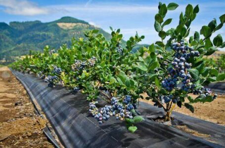 Попит на українську лохину зростає швидше за виробництво