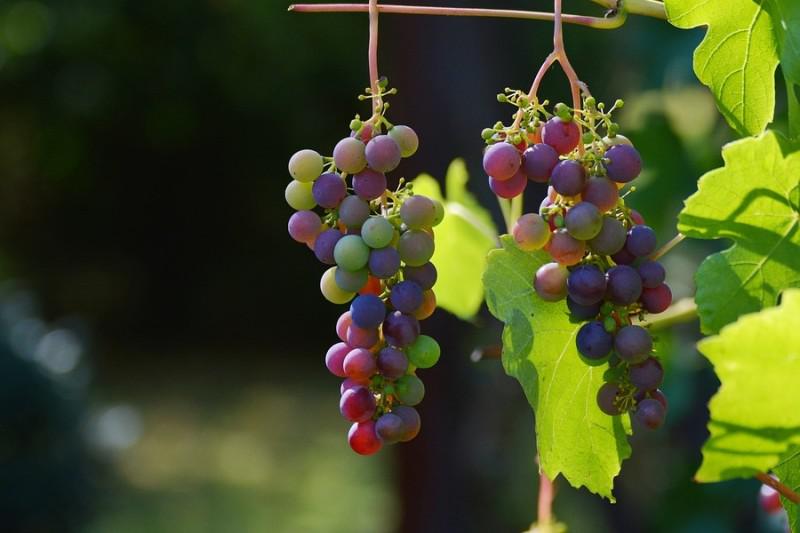  Науковці закликають вирощувати виноград на півдні України