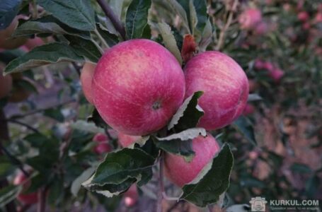 USAID профінансує стенди українським садівникам на Asia Fruit Logistica’2018