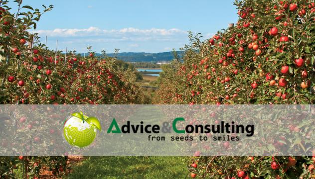  Надежные решения для прибыльного фруктового бизнеса презентует итальянская компания Advice&Consulting на Международной конференции для отраслей садоводства и переработки