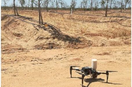 В Португалии опробовали дроны в выращивании грецкого ореха