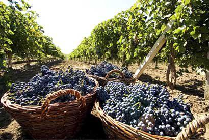  Американцы предоставят молдаванам 400 000 долларов на увеличение производства винограда
