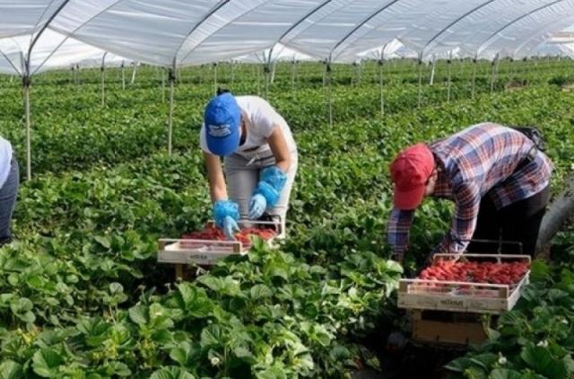  Через брак робочих рук, велика частина врожаю ягід у Польщі може залишитися на плантаціях