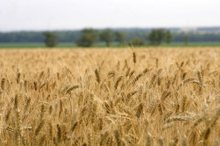  Цены на немецкий пшеничный солод могут вырасти
