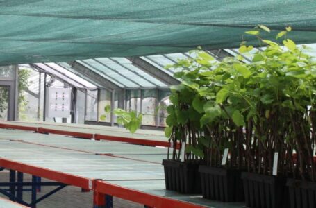 Молдавские специалисты осваивают новые технологии производства саженцев винограда