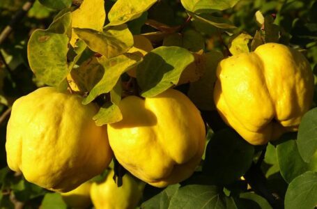 Шведы «подсели» на украинские фрукты